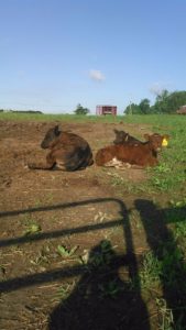 Calves-in-sunshine
