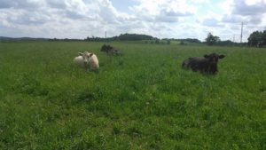 cows-in-grass