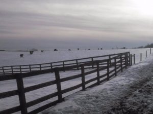 cows-in-snow