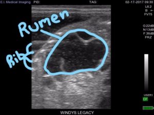ultrasound-rumen